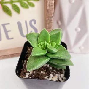 Crassula Rupestris Springtime Succulent - Live Plant, 2 inch Pot - Image 2
