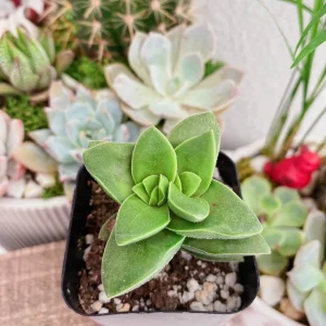Crassula Rupestris Springtime Succulent - Live Plant, 2 inch Pot - Image 3