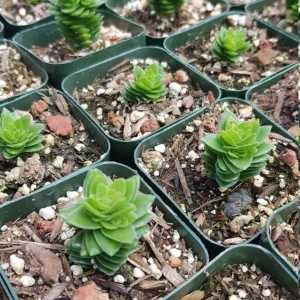 Crassula Spiralis Live Succulent Plant – Estagnol Variety – 2-inch Potted - Image 10