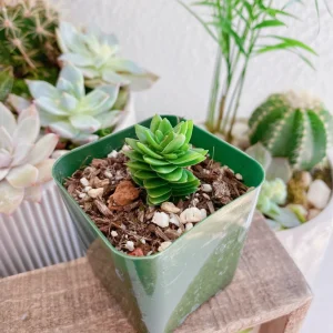 Crassula Spiralis Live Succulent Plant – Estagnol Variety – 2-inch Potted - Image 8