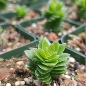 Crassula Spiralis Live Succulent Plant – Estagnol Variety – 2-inch Potted - Image 9
