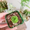 Crassula Spiralis Live Succulent Plant – Estagnol Variety – 2-inch Potted - Image 1
