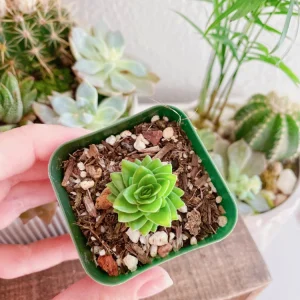 Crassula Spiralis Live Succulent Plant – Estagnol Variety – 2-inch Potted - Image 1