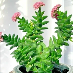 Crassula Springtime 'Bride's Bouquet' Succulent - Live Rooted Plant - Indoor/Outdoor - Image 2