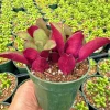 Crassula Streyi Pondo Cliff Live Plant - 4" Pot Succulent Indoor - Image 1