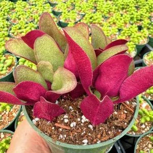 Crassula Streyi Pondo Cliff Live Plant - 4