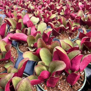 Crassula Streyi Pondo Cliff Live Plant - 4