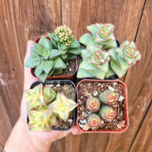 Crassula Succulent Set - 4 Live Potted Plants, 2 inch Pots - Indoor/Outdoor - Image 2