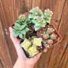 Crassula Succulent Set - 4 Live Potted Plants, 2 inch Pots - Indoor/Outdoor - Image 1