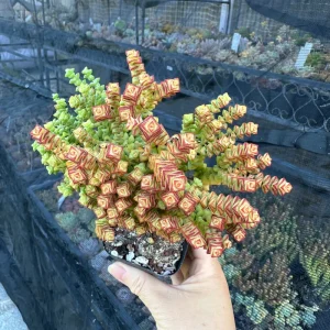 Crassula Tom Thumb Live Succulent Plant – Rare Miniature Crassula for Indoors - Image 2