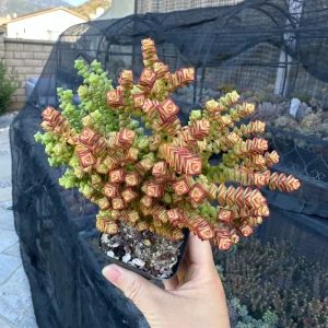 Crassula Tom Thumb Live Succulent Plant – Rare Miniature Crassula for Indoors - Image 3