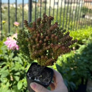 Crassula Tom Thumb Live Succulent Plant – Rare Miniature Crassula for Indoors - Image 4