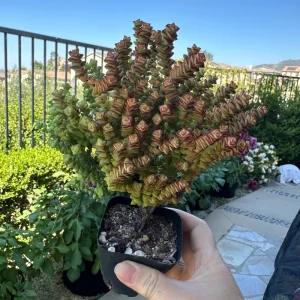 Crassula Tom Thumb Live Succulent Plant – Rare Miniature Crassula for Indoors - Image 5