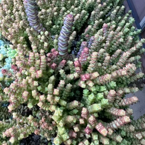 Crassula Tom Thumb Live Succulent Plant – Rare Miniature Crassula for Indoors - Image 6