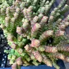 Crassula Tom Thumb Live Succulent Plant – Rare Miniature Crassula for Indoors - Image 1