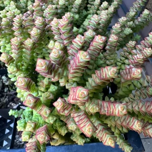 Crassula Tom Thumb Live Succulent Plant – Rare Miniature Crassula for Indoors - Image 1