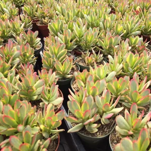 Crassula 'Variegated Money Maker' Live Succulent Plant – 2 or 4 inch Pot - Image 2