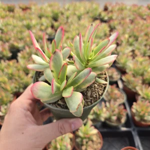 Crassula 'Variegated Money Maker' Live Succulent Plant – 2 or 4 inch Pot - Image 1