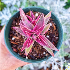 Crassula Variegated Shark Tooth Red Pagoda Live Succulent Plant - 2