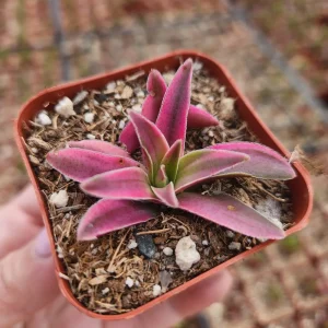 Crassula Variegated Shark Tooth Red Pagoda Live Succulent Plant - 2