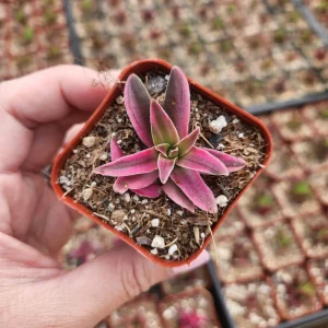 Crassula Variegated Shark Tooth Red Pagoda Live Succulent Plant - 2