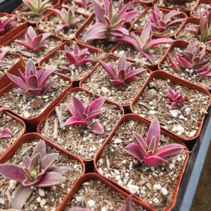 Crassula Variegated Shark Tooth Red Pagoda Live Succulent Plant - 2