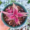 Crassula Variegated Shark Tooth Red Pagoda Live Succulent Plant - 2" or 4" Pot - Image 1