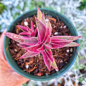 Crassula Variegated Shark Tooth Red Pagoda Live Succulent Plant - 2
