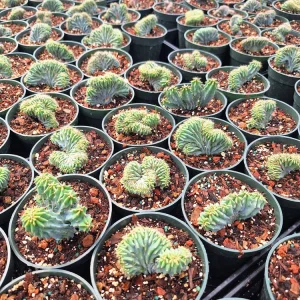 Crested Blue Candle Cactus Live Plant – Myrtillocactus Geometrizans Cristata – 4-inch Pot - Image 7