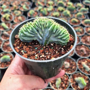Crested Blue Candle Cactus Live Plant – Myrtillocactus Geometrizans Cristata – 4-inch Pot - Image 1