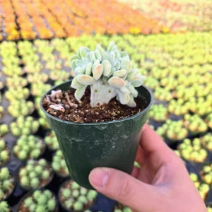 Crested Echeveria Pulvinata 'Frosty' Live Succulent Plant - Velvety Silver Leaves - Image 7