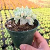 Crested Echeveria Pulvinata 'Frosty' Live Succulent Plant - Velvety Silver Leaves - Image 1