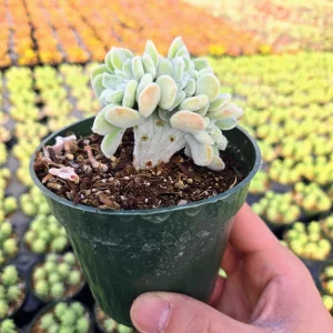Crested Echeveria Pulvinata 'Frosty' Live Succulent Plant - Velvety Silver Leaves - Image 1