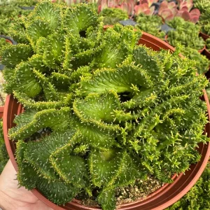 Crested Euphorbia Flanaganii Cristata Succulent Live Plant – 4-inch Pot - Image 2