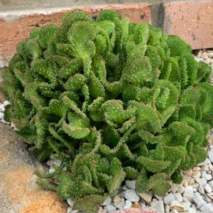Crested Euphorbia Flanaganii Cristata Succulent Live Plant – 4-inch Pot - Image 3