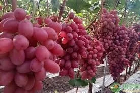 Crimson Seedless Grape Vine – Bare Root Plant – Red Table Grape - Image 2