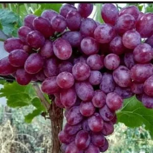 Crimson Seedless Grape Vine – Bare Root Plant – Red Table Grape - Image 3