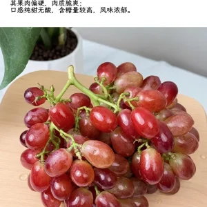 Crimson Seedless Grape Vine – Bare Root Plant – Red Table Grape - Image 7
