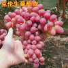 Crimson Seedless Grape Vine – Bare Root Plant – Red Table Grape - Image 1