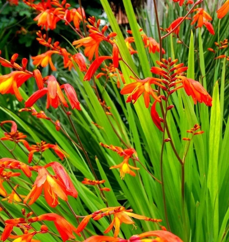 Crocosmia Montbretian Orange Red 15 Flower Bulbs - Outdoor - Image 1