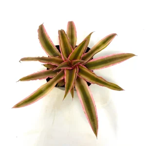 Cryptanthus bivittatus ‘Pink Starlite’ Live Plant – 4 Inch Pot Size – Indoor Bromeliad - Image 2