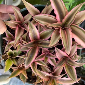 Cryptanthus bivittatus ‘Pink Starlite’ Live Plant – 4 Inch Pot Size – Indoor Bromeliad - Image 3