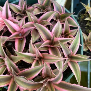 Cryptanthus bivittatus ‘Pink Starlite’ Live Plant – 4 Inch Pot Size – Indoor Bromeliad - Image 4
