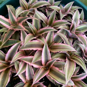 Cryptanthus bivittatus ‘Pink Starlite’ Live Plant – 4 Inch Pot Size – Indoor Bromeliad - Image 5
