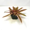 Cryptanthus bivittatus ‘Pink Starlite’ Live Plant – 4 Inch Pot Size – Indoor Bromeliad - Image 1