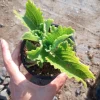 Cuban Oregano Live Plant – Aromatic Herb in 6 Inch Pot – Indoor/Outdoor - Image 1