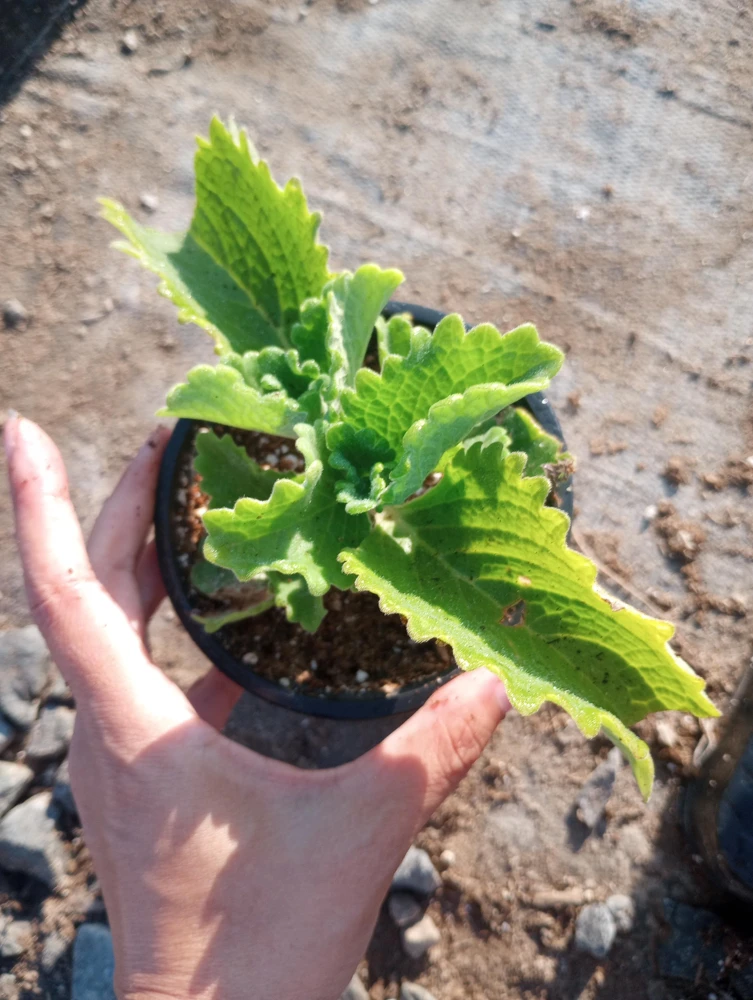 Cuban Oregano Live Plant – Aromatic Herb in 6 Inch Pot – Indoor/Outdoor - Image 1