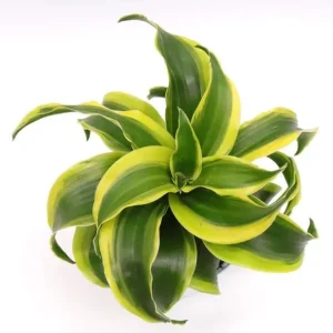 Curly Dracaena Lemon Live Plant - 4 inch Pot Houseplant with Twisted Yellow-Green Foliage - Image 2
