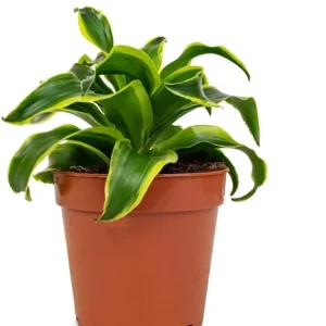Curly Dracaena Lemon Live Plant - 4 inch Pot Houseplant with Twisted Yellow-Green Foliage - Image 4