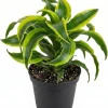 Curly Dracaena Lemon Live Plant - 4 inch Pot Houseplant with Twisted Yellow-Green Foliage - Image 1